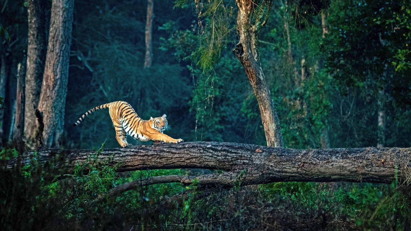Jim Corbett